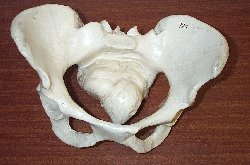 Pelvis 724